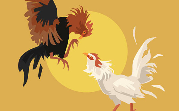 Một số thông tin thú vị về cá độ đá gà qua mạng mà bạn cần biết