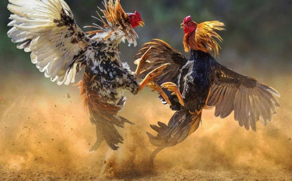 Những bí quyết giúp bạn luôn thắng khi chơi cá độ đá gà